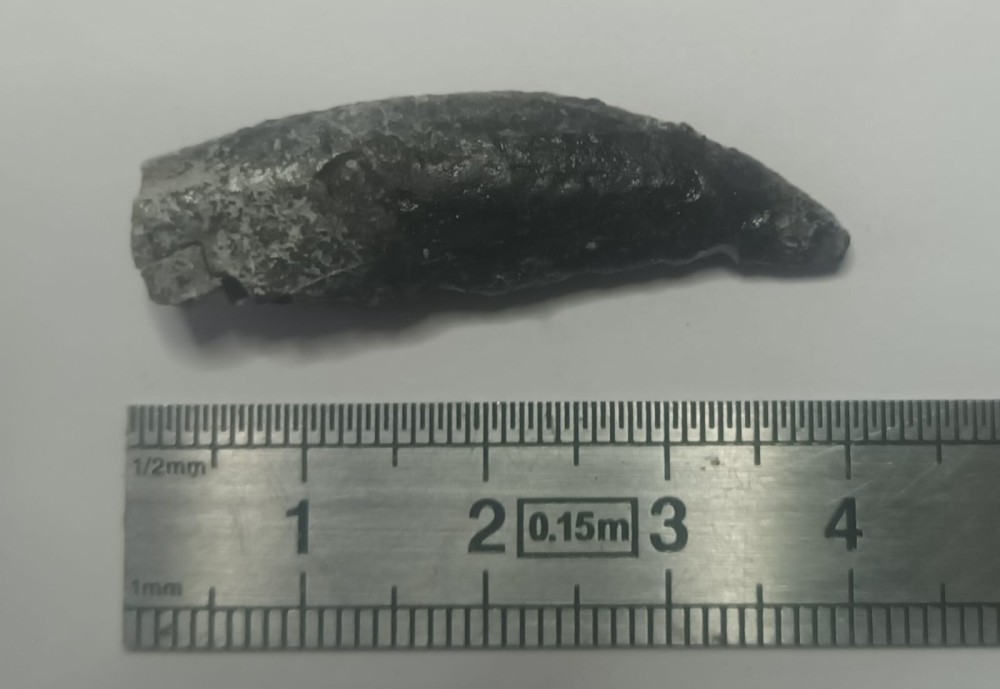 Arcovenator escotae 1.jpeg