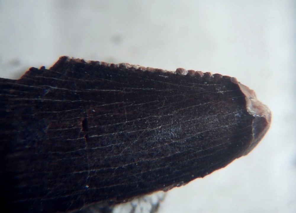 Arcovenator escotae 10.jpg