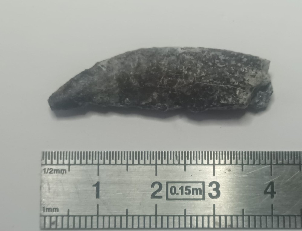 Arcovenator escotae 3.jpeg