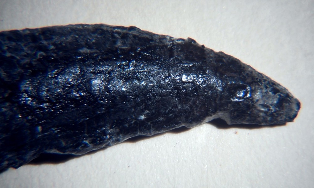 Arcovenator escotae 6.jpg