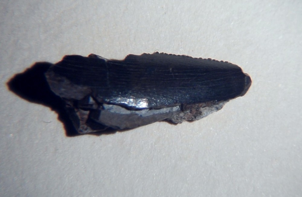 Arcovenator escotae 8.jpg