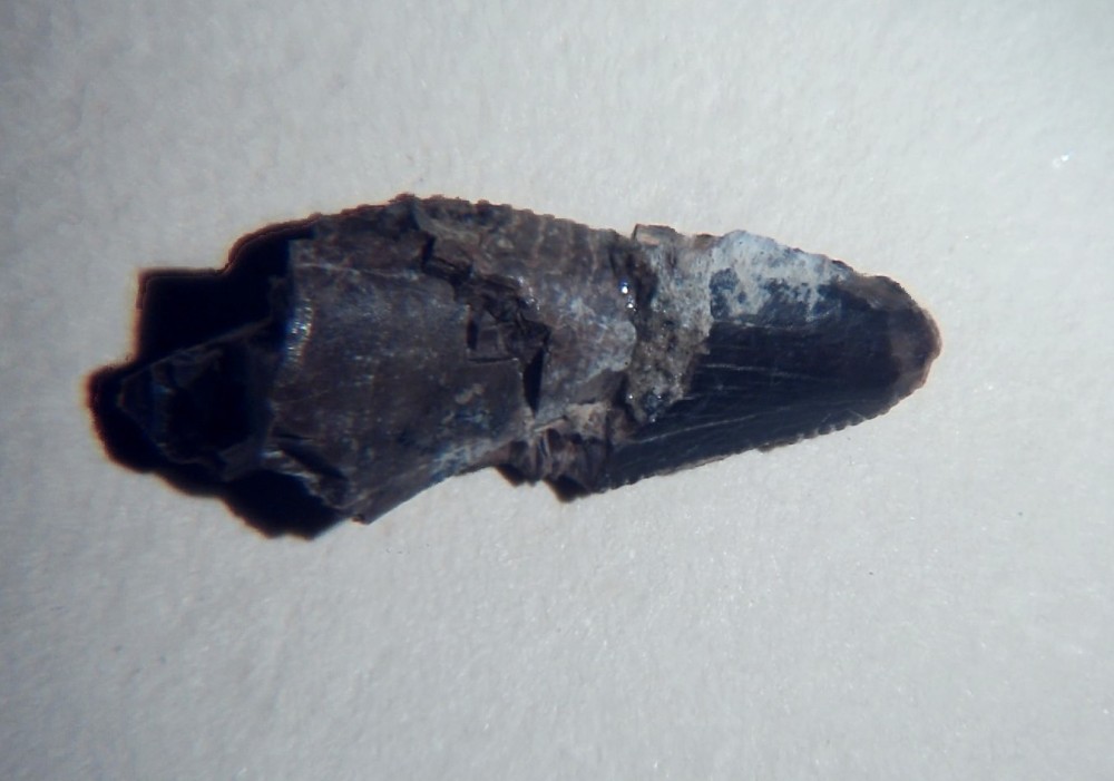 Arcovenator escotae 9.jpg