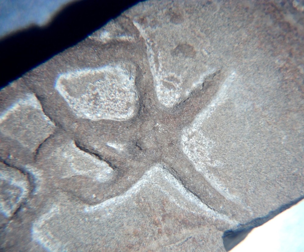 Asteriacites lumbricalis.jpg
