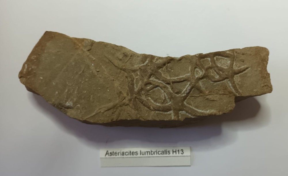 Asteriacites lumbricalis 2.jpeg