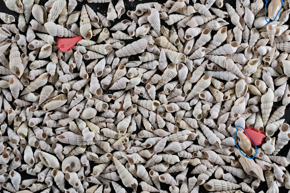 Bartonien-LeGupelle-Intrus-Hfov57mm.jpg.e6163b3b3f70e0c9f313eba510c1ee6d.jpg.a500b183db6ff3336bb243082c8fb12b (1).jpg