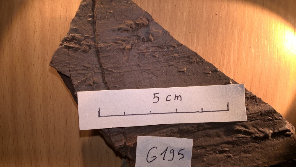 Chevrons - G195 zoom.jpg