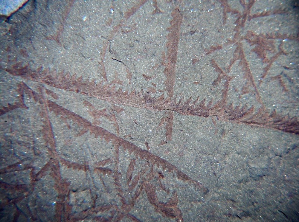 Clonograptus rigidus.jpg