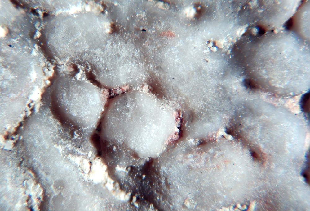 Coquille d'oeuf de dinosaure 1.jpg