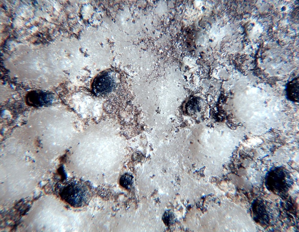 Coquille d'oeuf de dinosaure 2.jpg