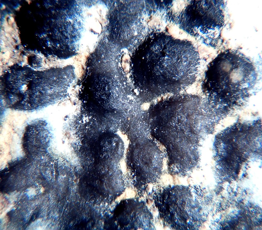 Coquille d'oeuf de dinosaure 3.jpg