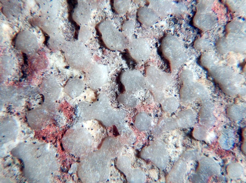 Coquille d'oeuf de dinosaure  interne 2.jpg