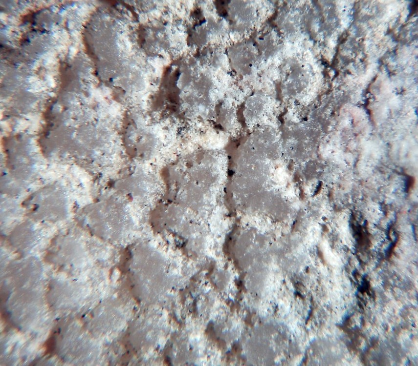 Coquille d'oeuf de dinosaure  interne 3.jpg