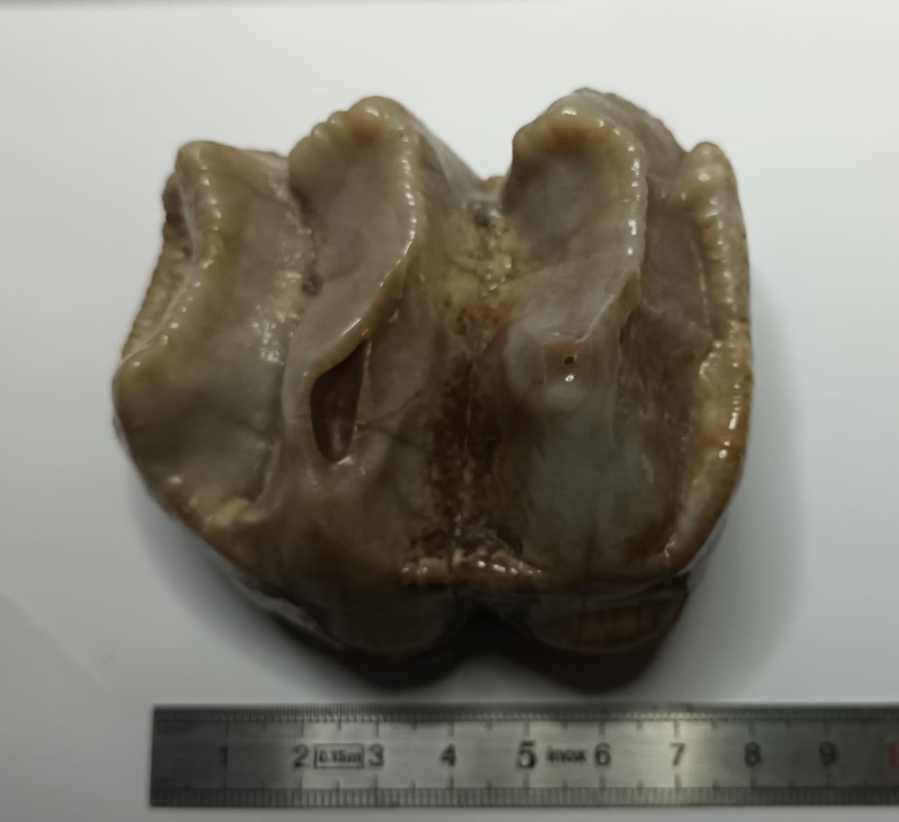 Deinothérium dent 1.jpeg
