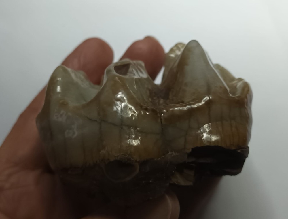 Deinothérium dent 2.jpeg