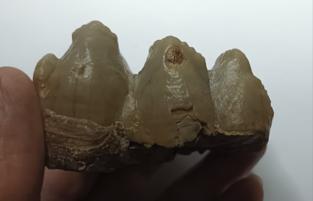 Deinothérium dent 3.jpeg