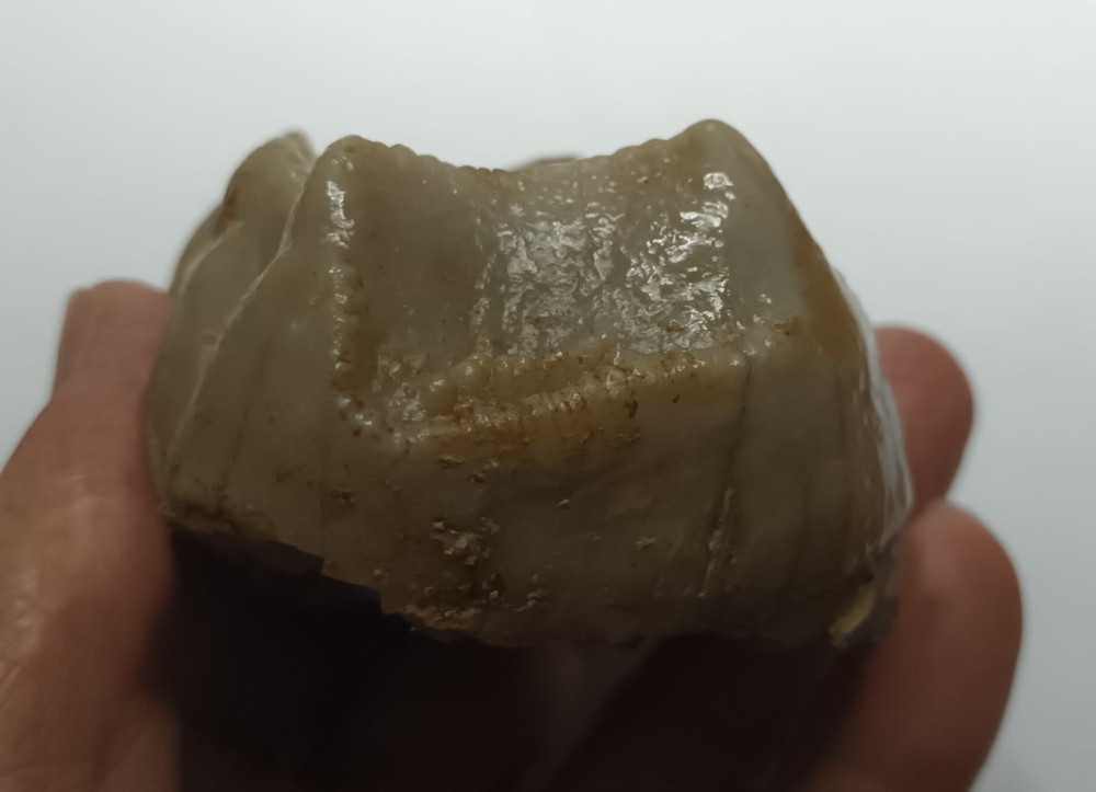 Deinothérium dent 4.jpeg