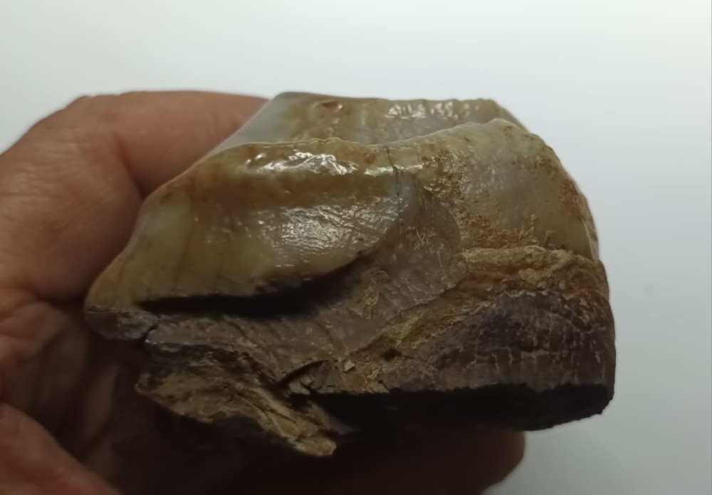 Deinothérium dent 5.jpeg