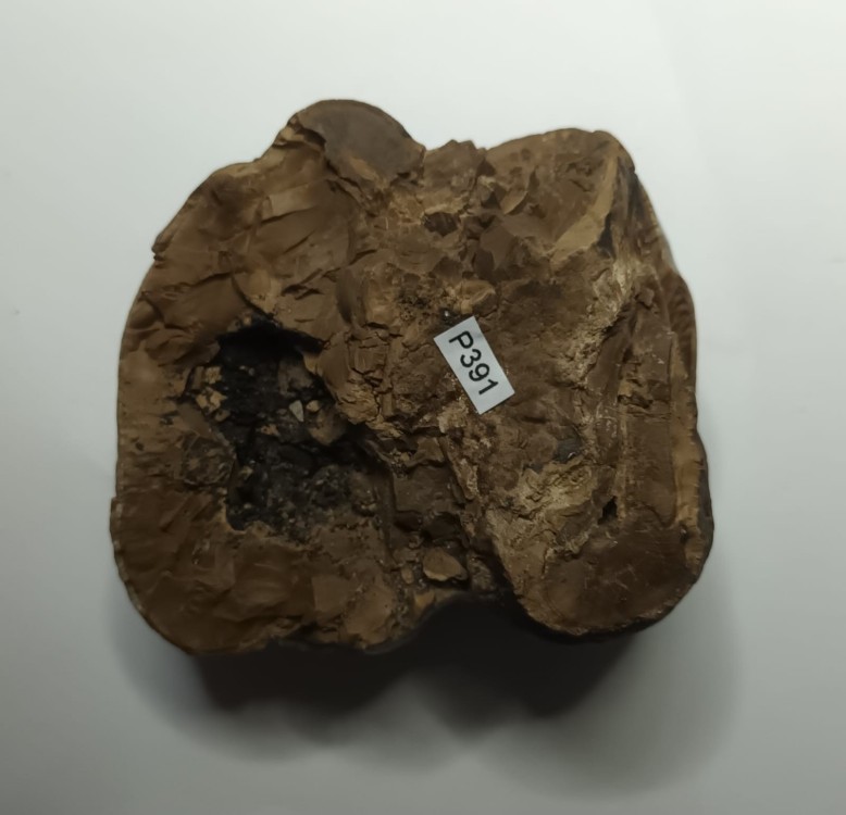 Deinothérium dent 6.jpeg