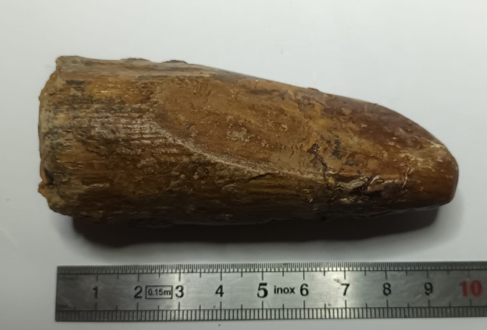 Deinothérium défense 1.jpeg