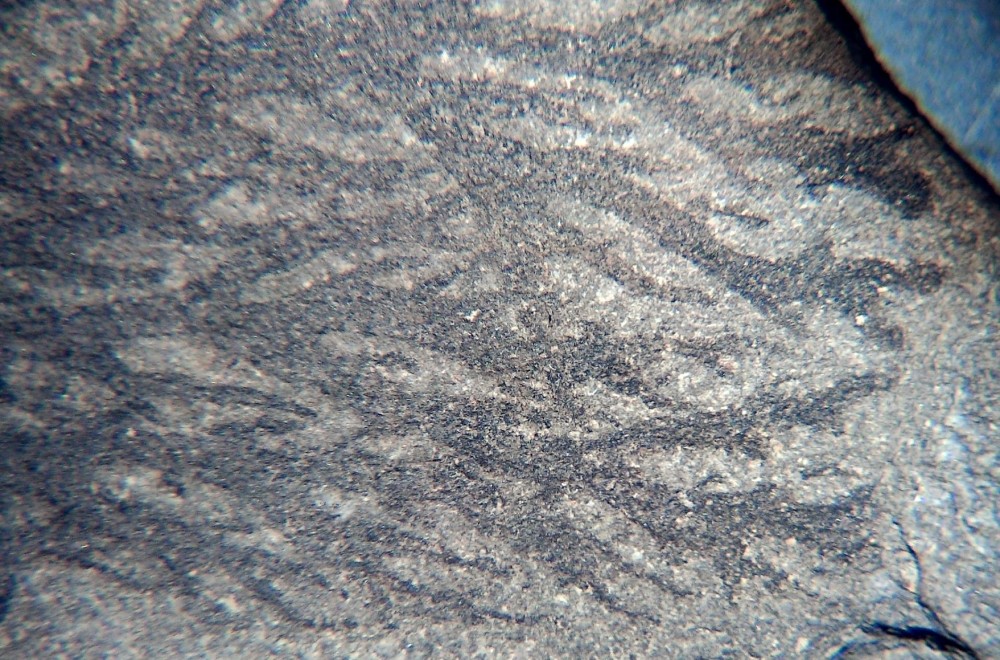 Dendrograptus sp.jpg