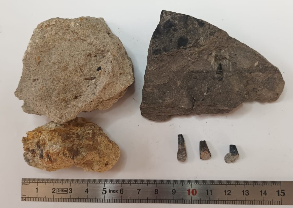 Dents lepisosteus.jpeg