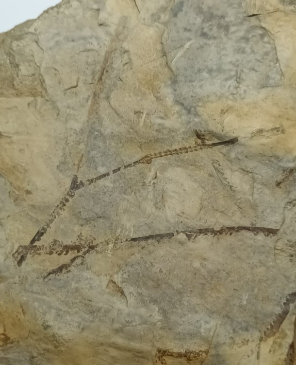 Dicranograptus sp. 1.jpeg