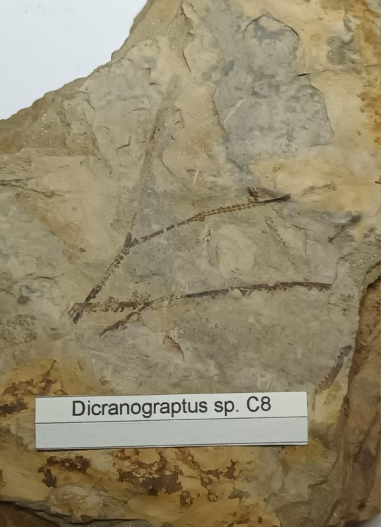 Dicranograptus sp. 2.jpeg