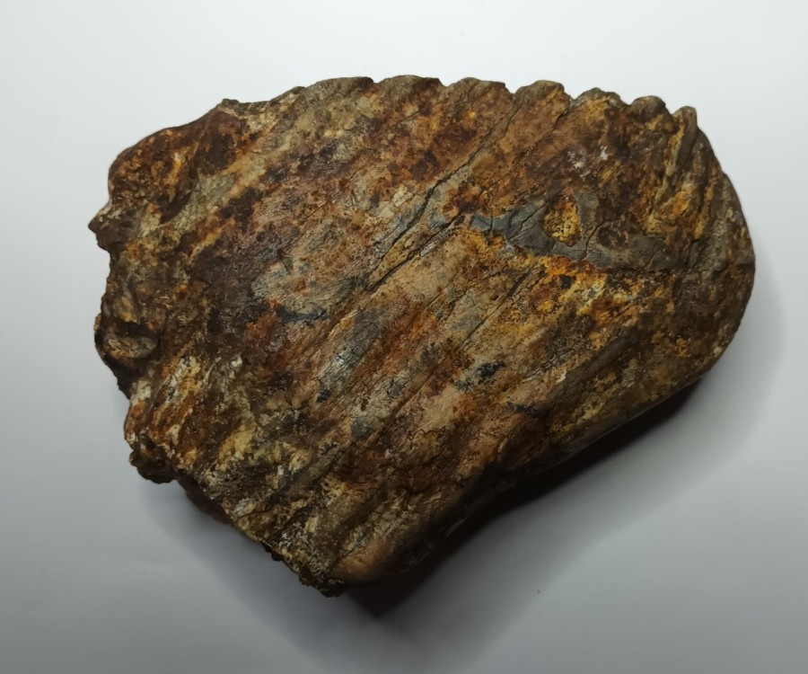 Elephas hysudrindicus  1.jpeg