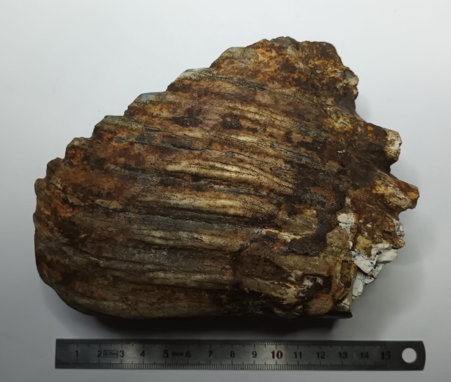 Elephas hysudrindicus  2.jpeg