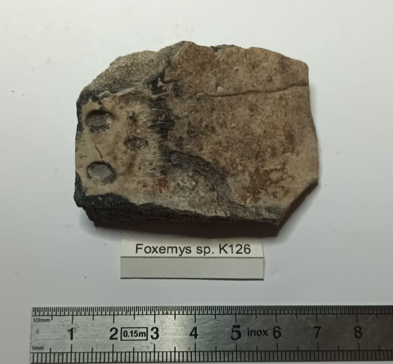 Foxemys traces de prédation.jpeg