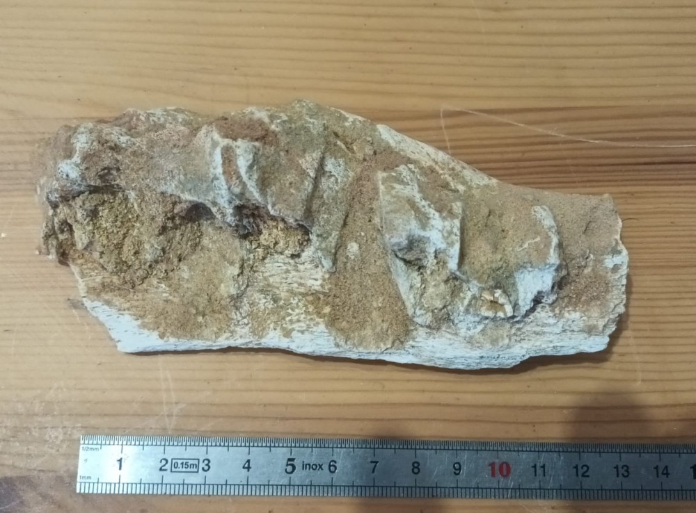 Fragment de mâchoire.jpeg