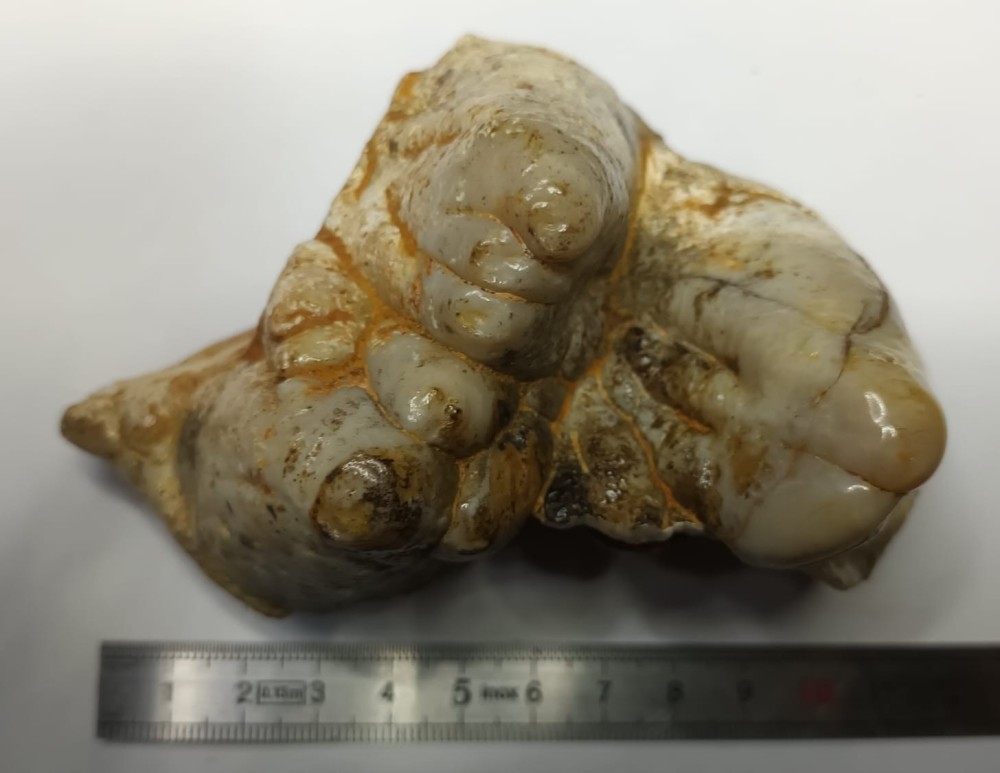 Gomphotherium 1.jpeg