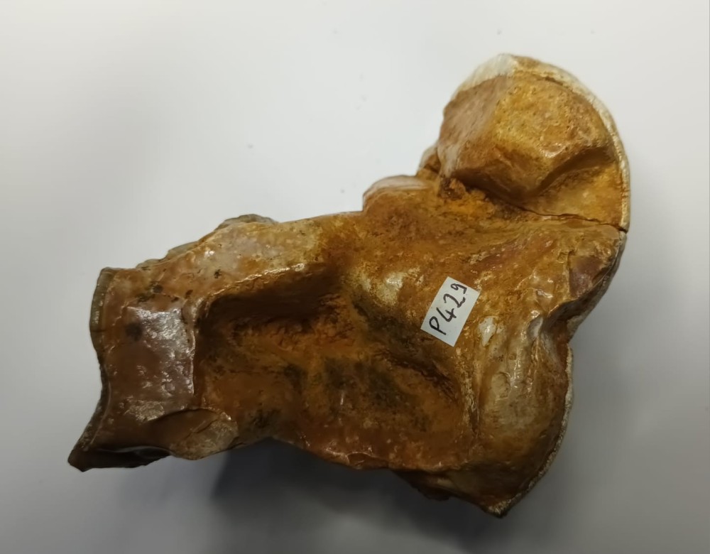 Gomphotherium 2.jpeg