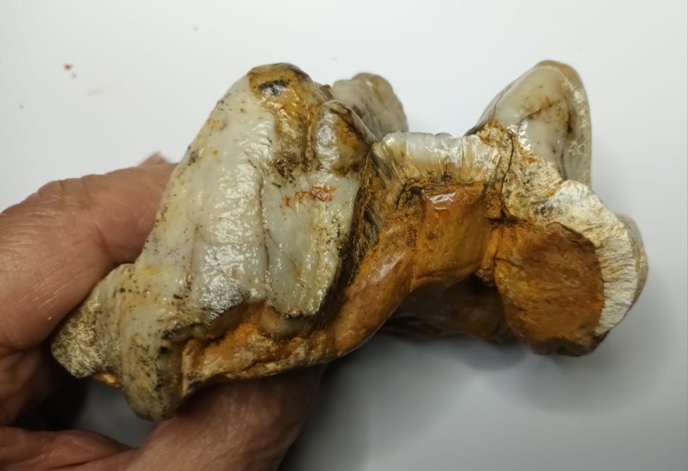 Gomphotherium 3.jpeg