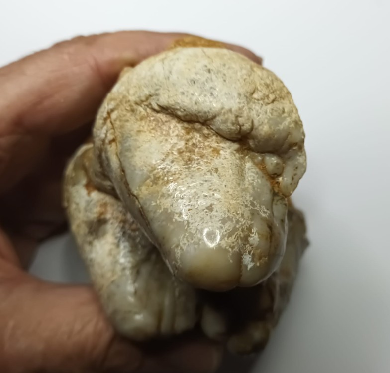 Gomphotherium 5.jpeg