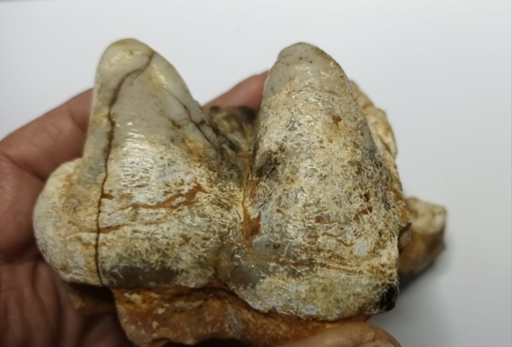 Gomphotherium 6.jpeg