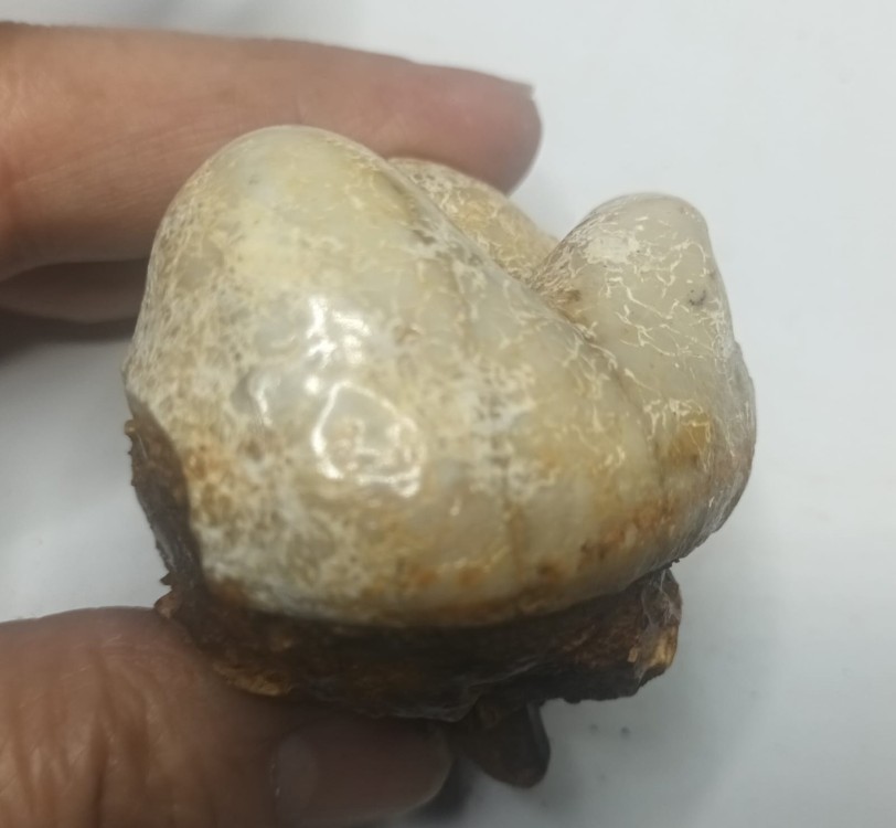 Gomphotherium angustidens 1.jpeg