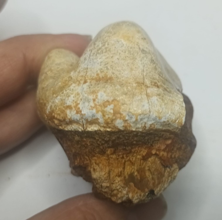 Gomphotherium angustidens 2.jpeg