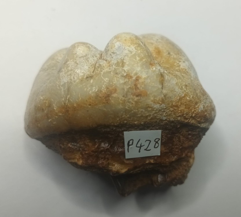 Gomphotherium angustidens 3.jpeg