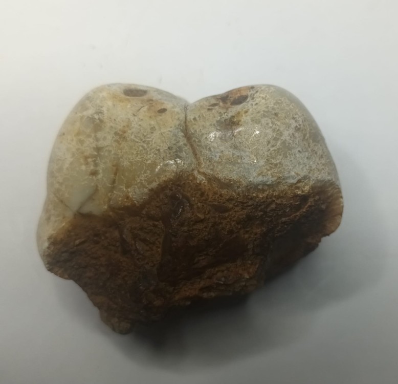 Gomphotherium angustidens 4.jpeg