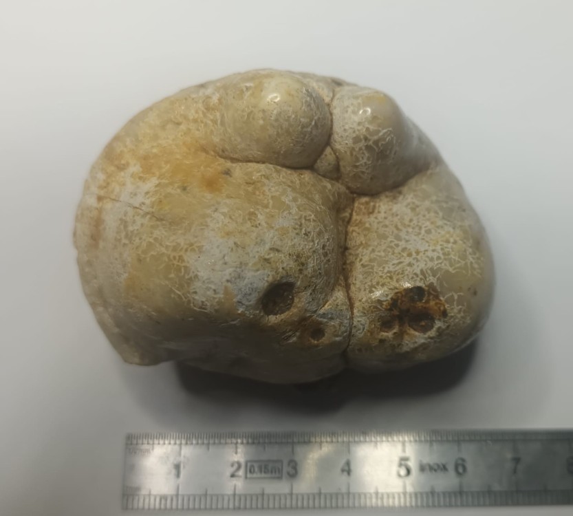 Gomphotherium angustidens 5.jpeg