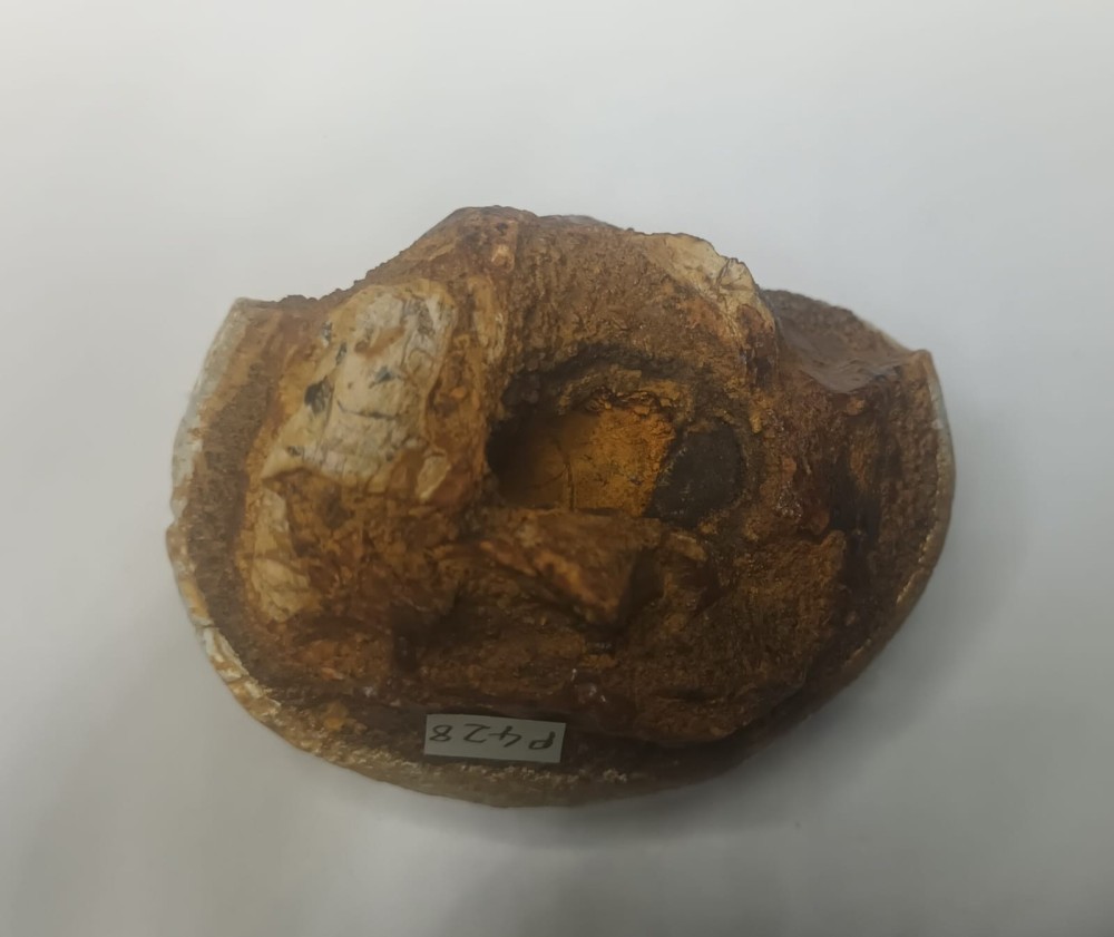 Gomphotherium angustidens 6.jpeg