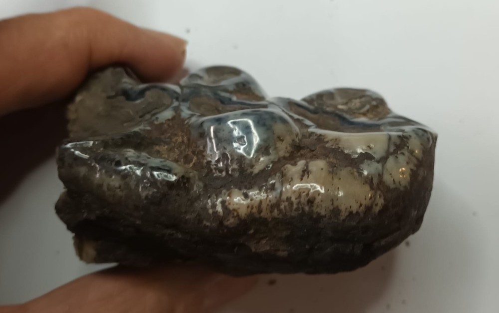 Gomphotherium sp. 1.jpeg