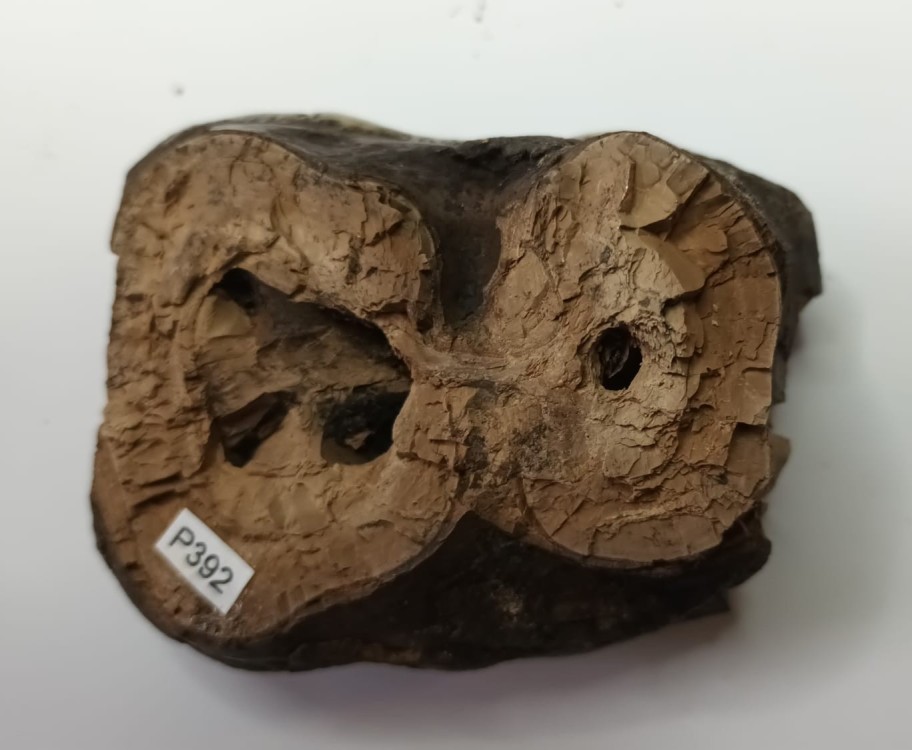 Gomphotherium sp. 3.jpeg