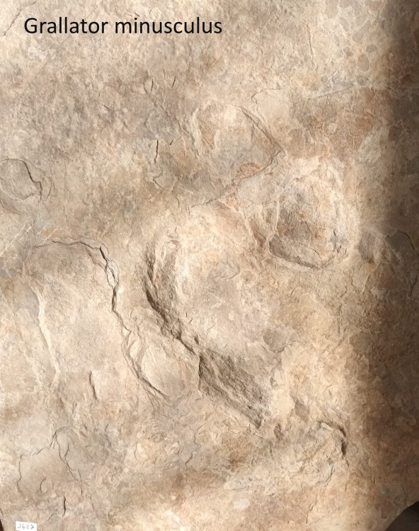 Grallator minusculus.jpeg