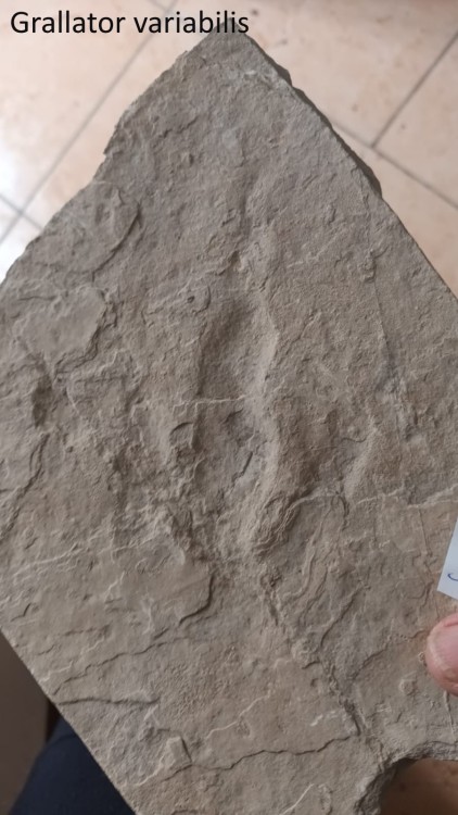 Grallator variabilis 1.jpeg