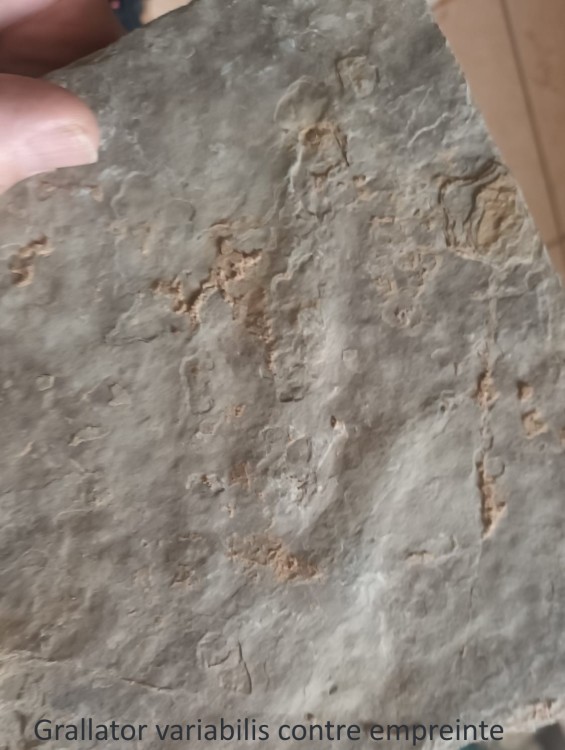 Grallator variabilis 3.jpeg