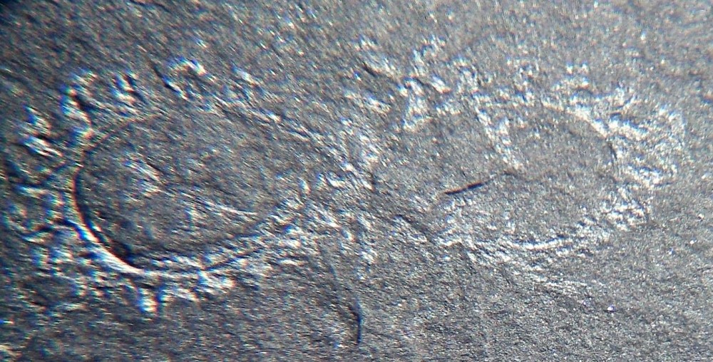 Graptolite spirale.jpg