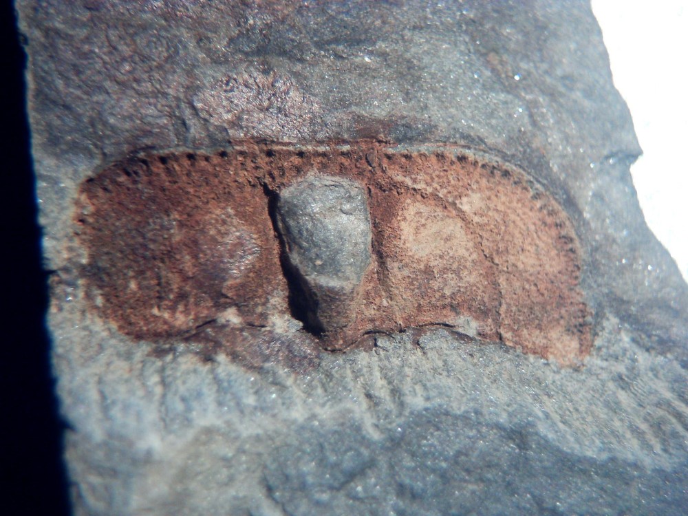 Hanchungolithus 3.jpg