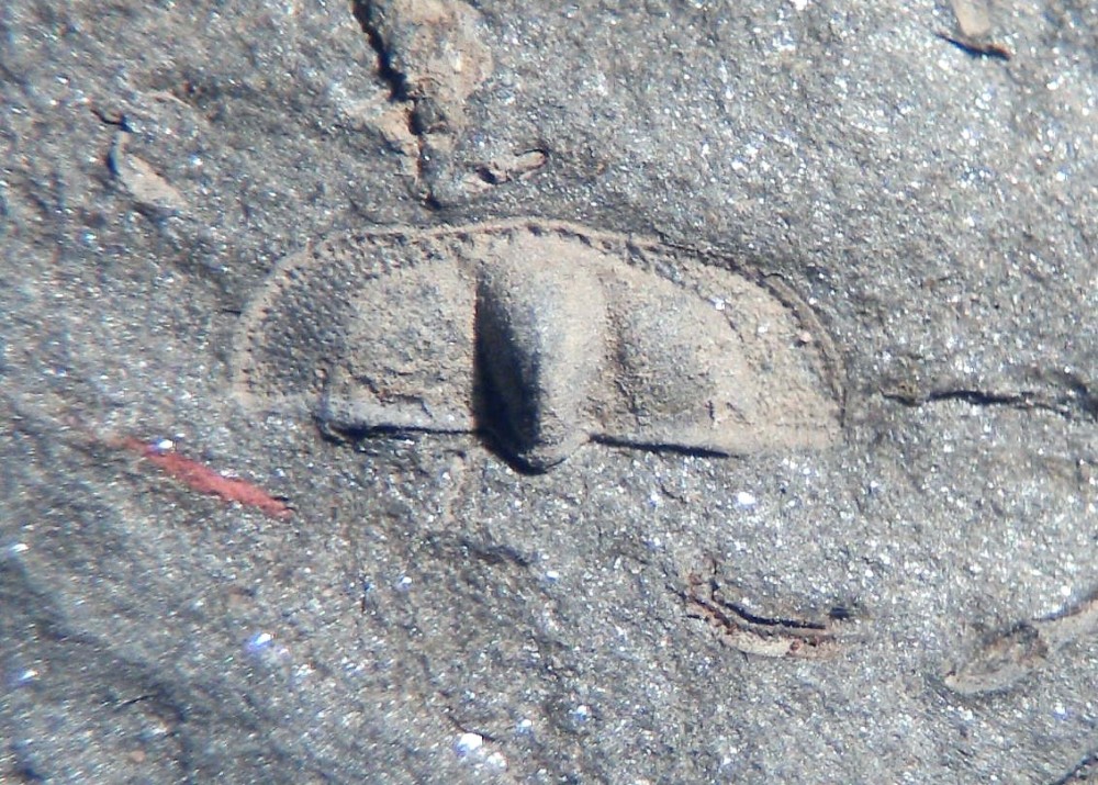 Hanchungolithus 4.jpg